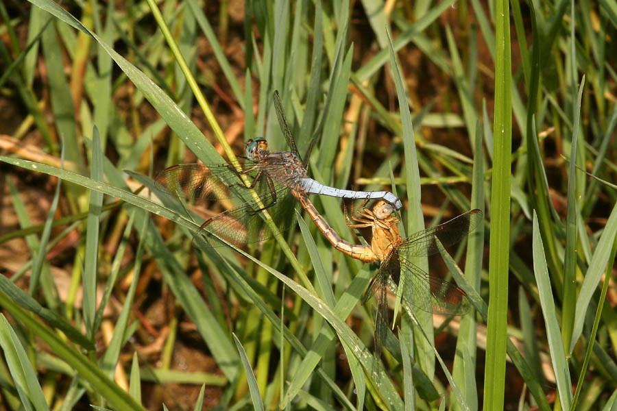 Amori in Giugno